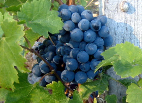 grapes